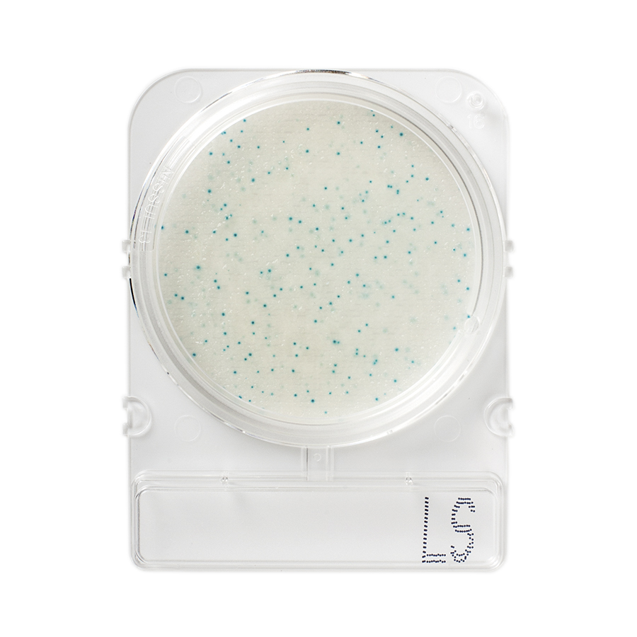 Compact Dry LS