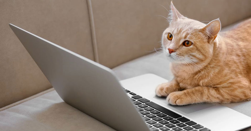 Marketing de conteúdo é uma forma de atrair, engajar e fidelizar clientes por meio da criação e distribuição de conteúdo relevante e valioso para o seu público-alvo. Em outras palavras, é uma maneira de educar, informar, entreter e persuadir as pessoas que têm interesse no seu produto ou serviço, sem fazer propaganda direta da sua marca.